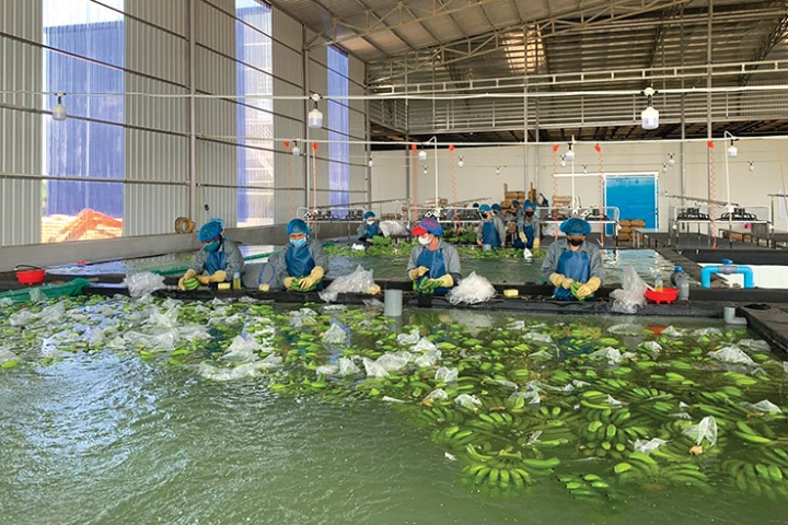 Tham vọng chuối tỉ đô: Mở rộng quy mô mà không đánh mất vị thế