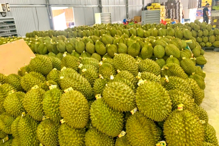 Sầu riêng không đạt chuẩn, giải cứu hay tiêu hủy?